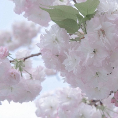 Furry数位板绘画教程FurryQQ群